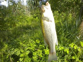 BLACK BASS.JPG