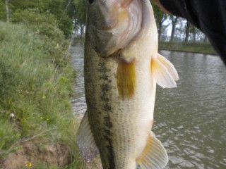 Black bass 1.jpg