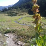 estagnol-du-comte