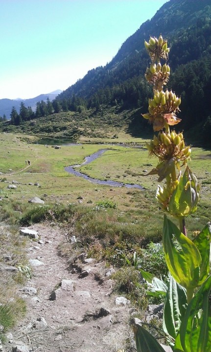 estagnol-du-comte