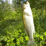black-bass-jpg