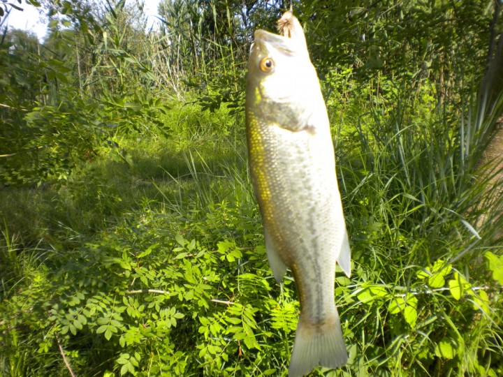 black-bass-jpg