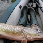 brochet-jpg