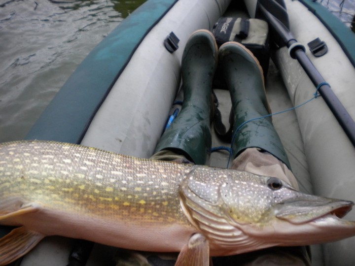 brochet-jpg