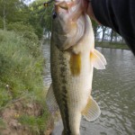 black-bass-1-jpg
