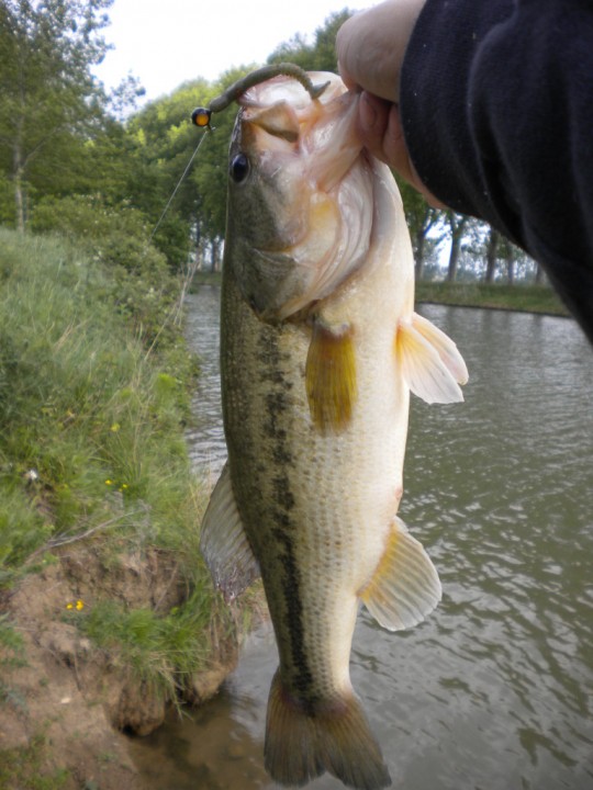 black-bass-1-jpg
